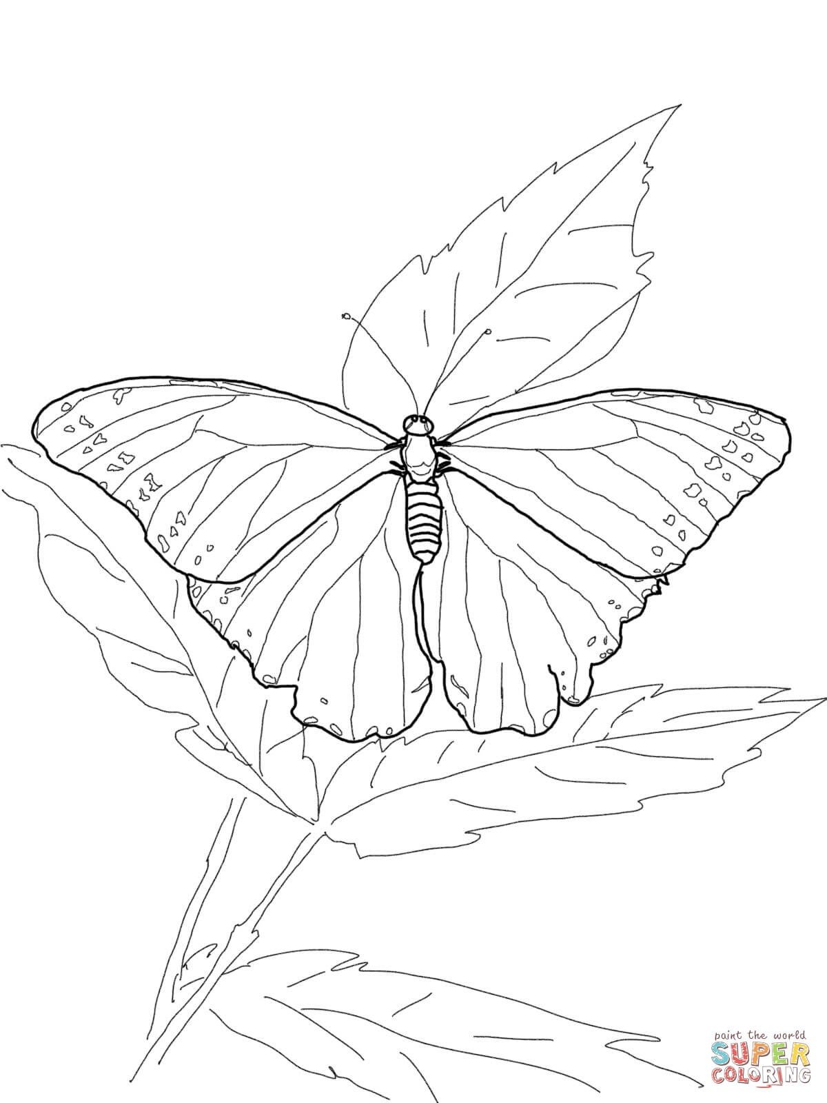 Unique Butterfly Drawing Beautiful Image