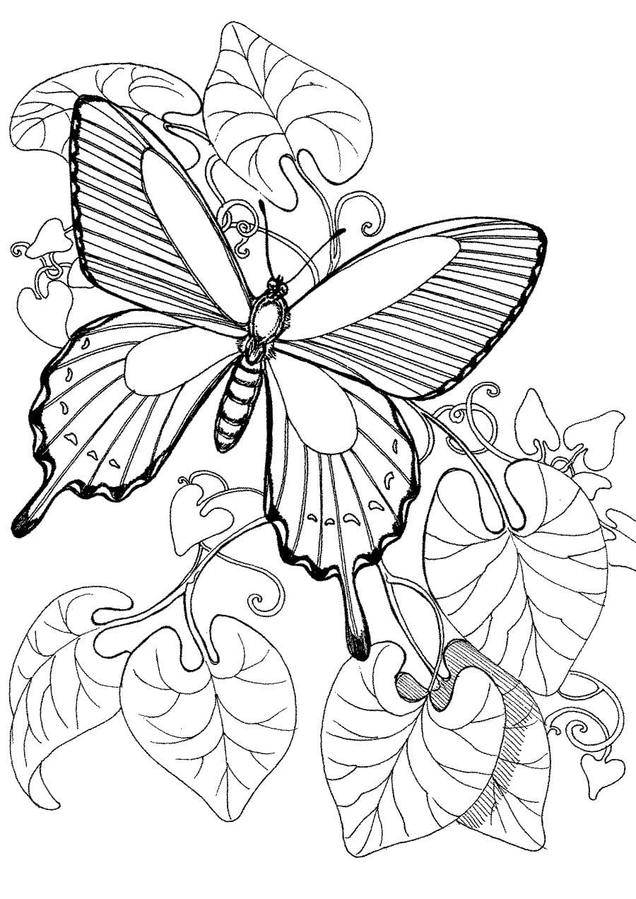 Unique Butterfly Drawing Images