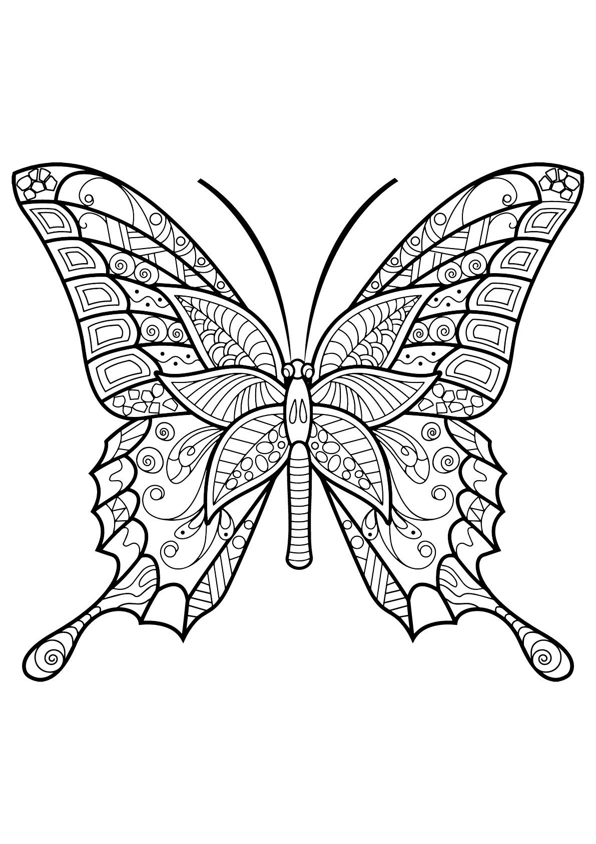 Unique Butterfly Drawing Picture