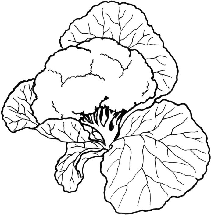 Vegetables Drawing Images