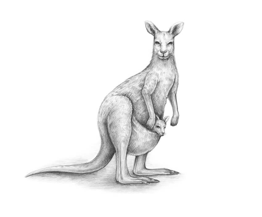 Wallaby Drawing Pics