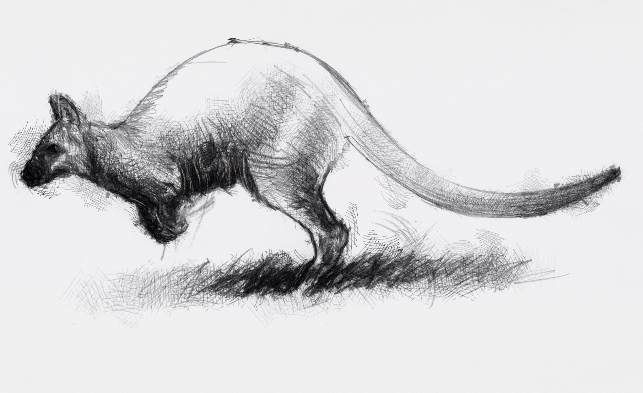 Wallaby Drawing Picture