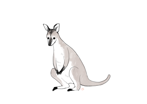 Wallaby Drawing Realistic