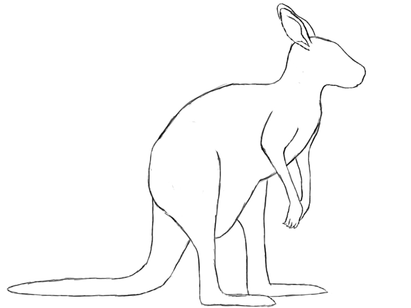 Wallaby Drawing Sketch