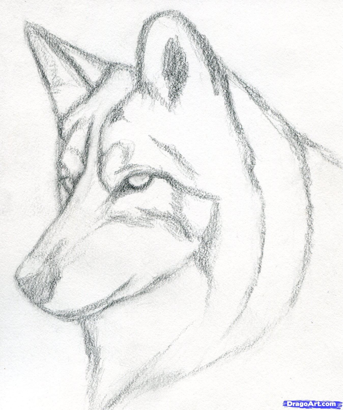 Wolf Head Drawing Art