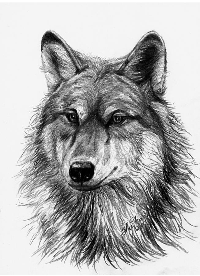 Wolf Head Drawing Beautiful Art