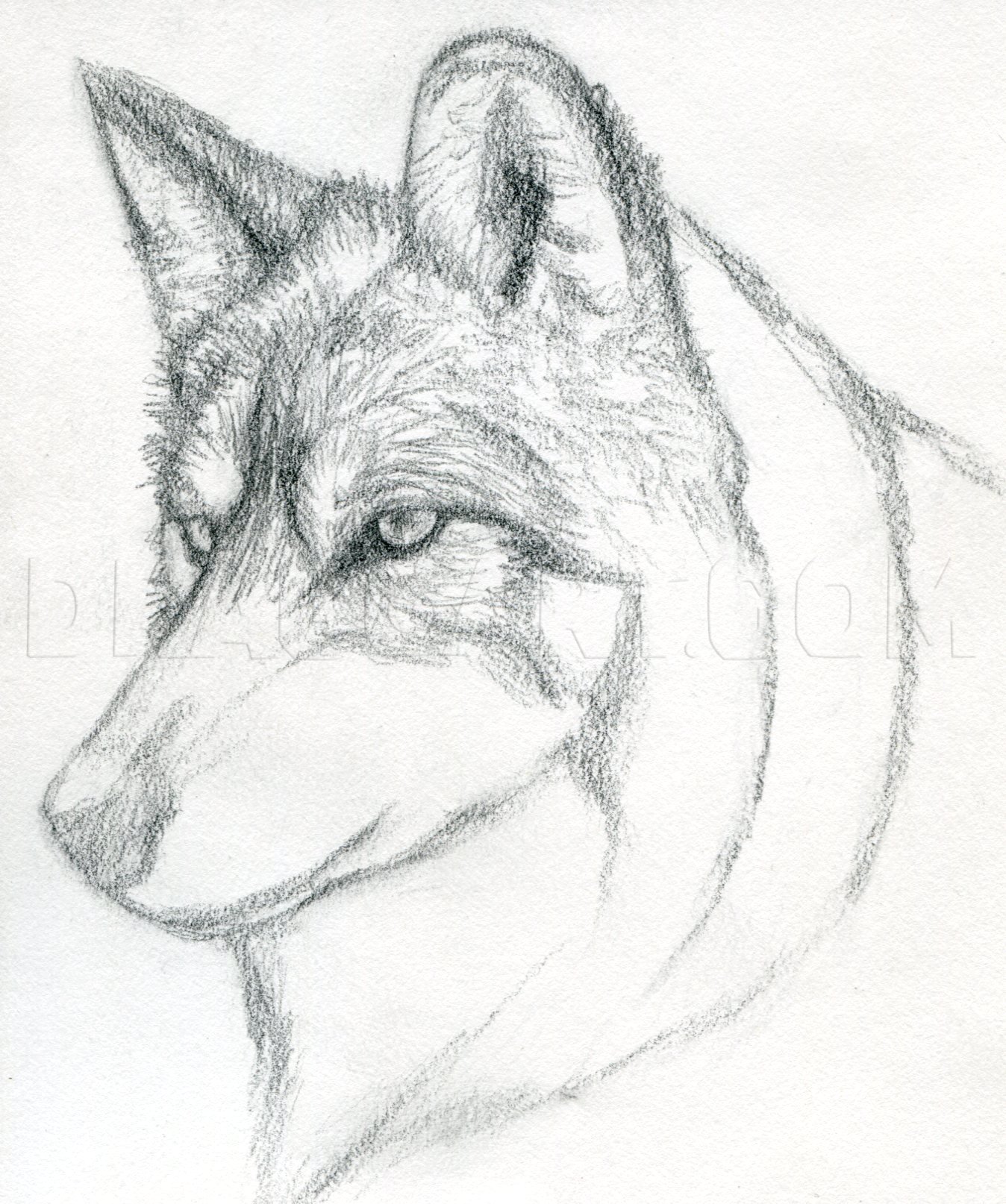 Wolf Head Drawing Beautiful Image