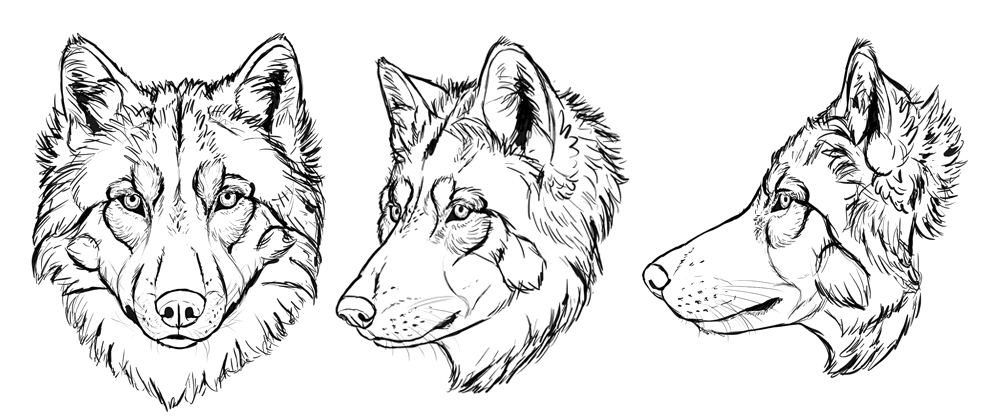 Wolf Head Drawing Best