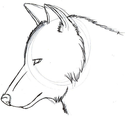 Wolf Head Drawing High-Quality