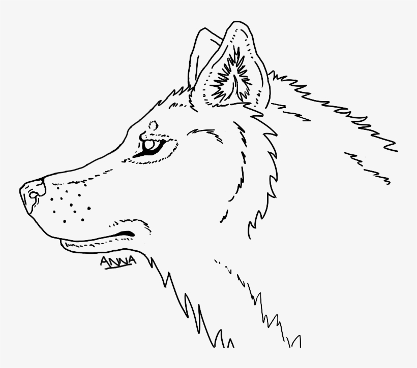 Wolf Head Drawing Photo