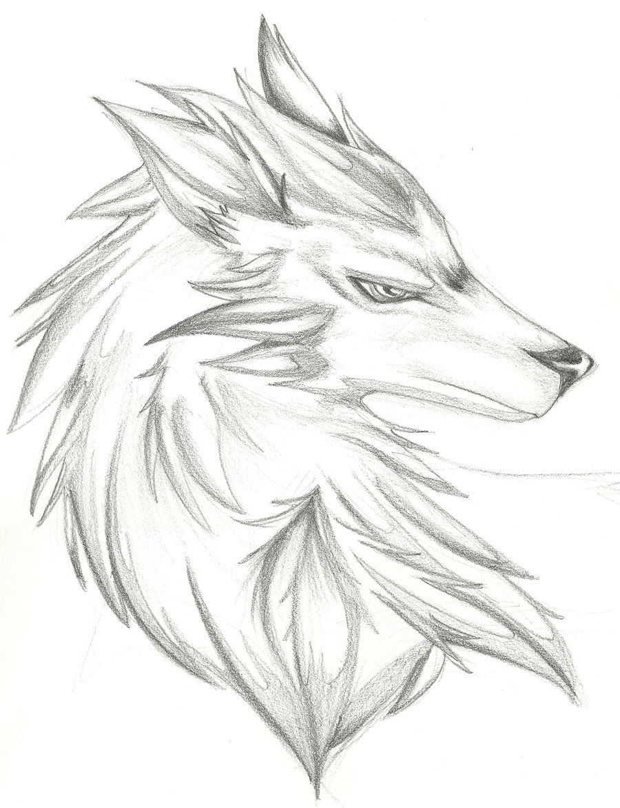 Wolf Head Drawing Picture
