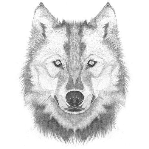 Wolf Head Drawing Realistic