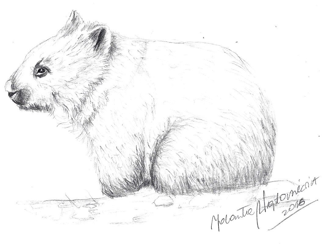 Wombat Drawing Amazing