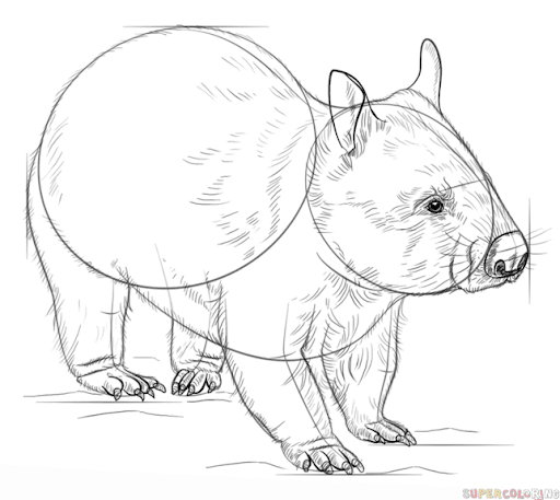 Wombat Drawing Art