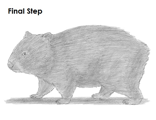 Wombat Drawing Image
