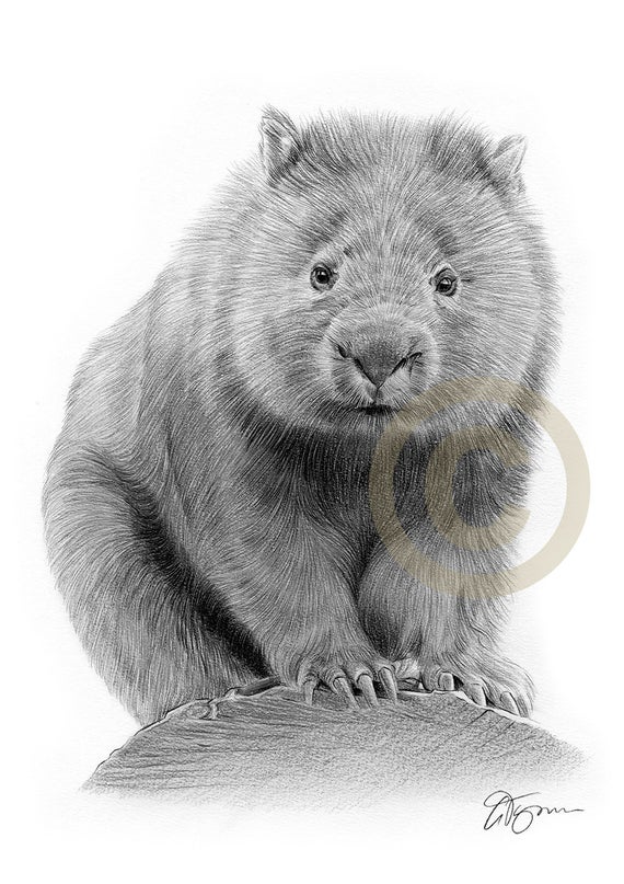 Wombat Drawing Pic