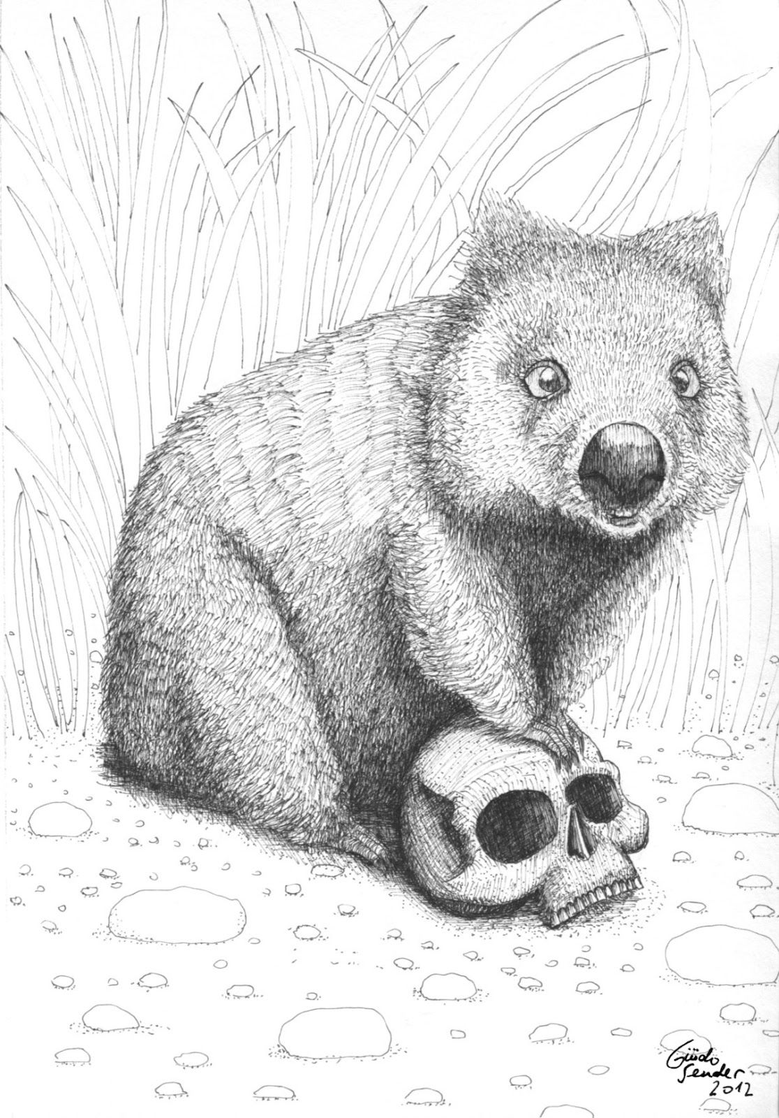 Wombat Drawing Pics