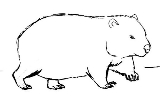 Wombat Drawing Sketch