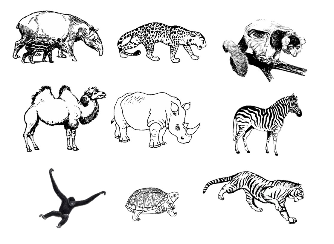 Zoo Animals Drawing Sketch - Drawing Skill