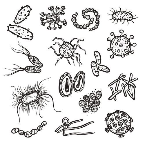 Bacteria Drawing Amazing