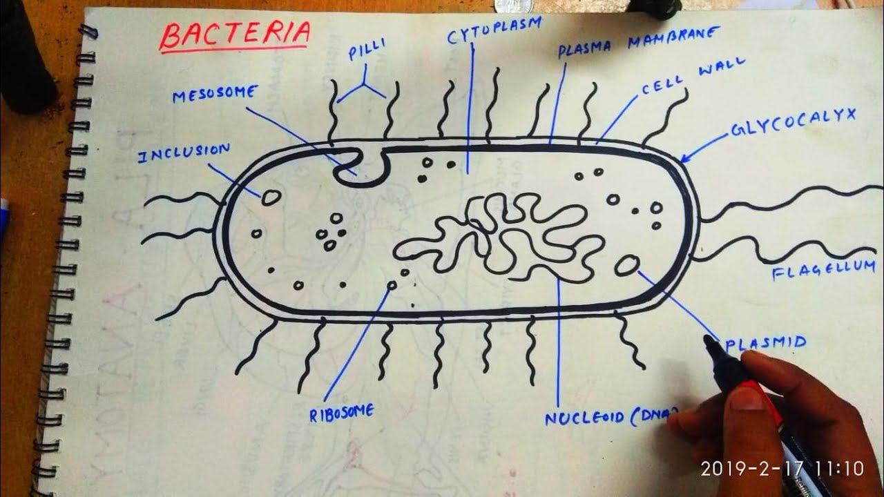 Bacteria Drawing Pic