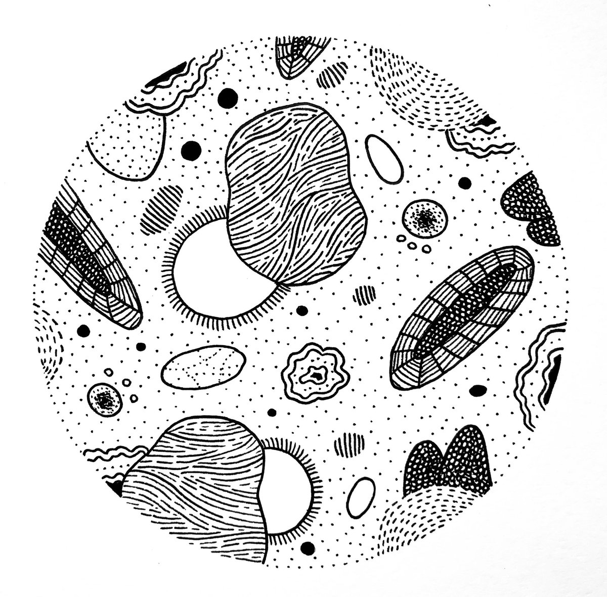 Bacteria Drawing Picture