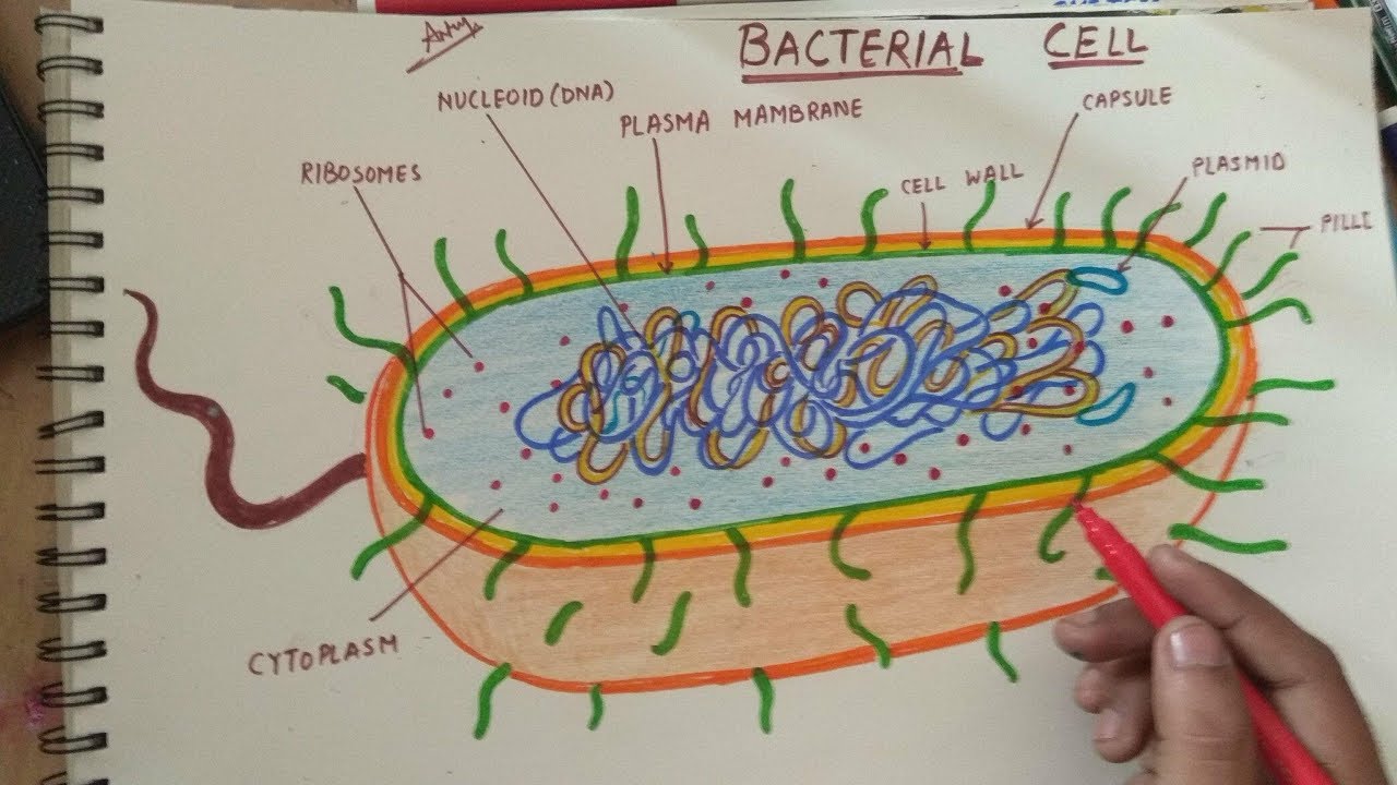 Bacteria Drawing Sketch