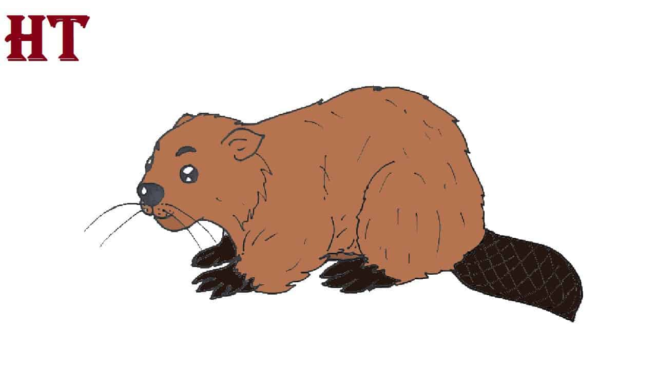 Beaver Drawing Image