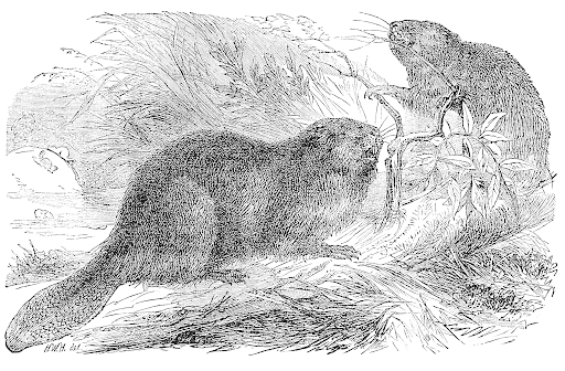 Beaver Drawing Pic