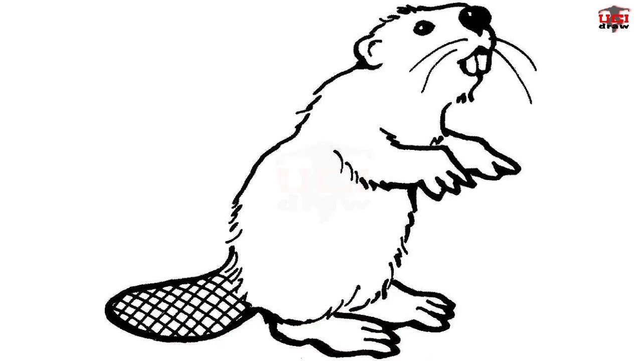 Beaver Drawing Picture