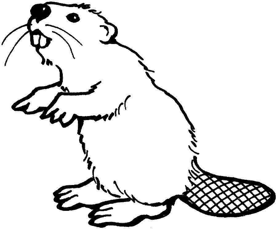 Beaver Drawing Sketch