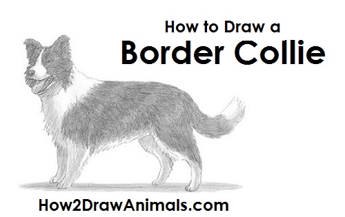 Border Collie Drawing Amazing