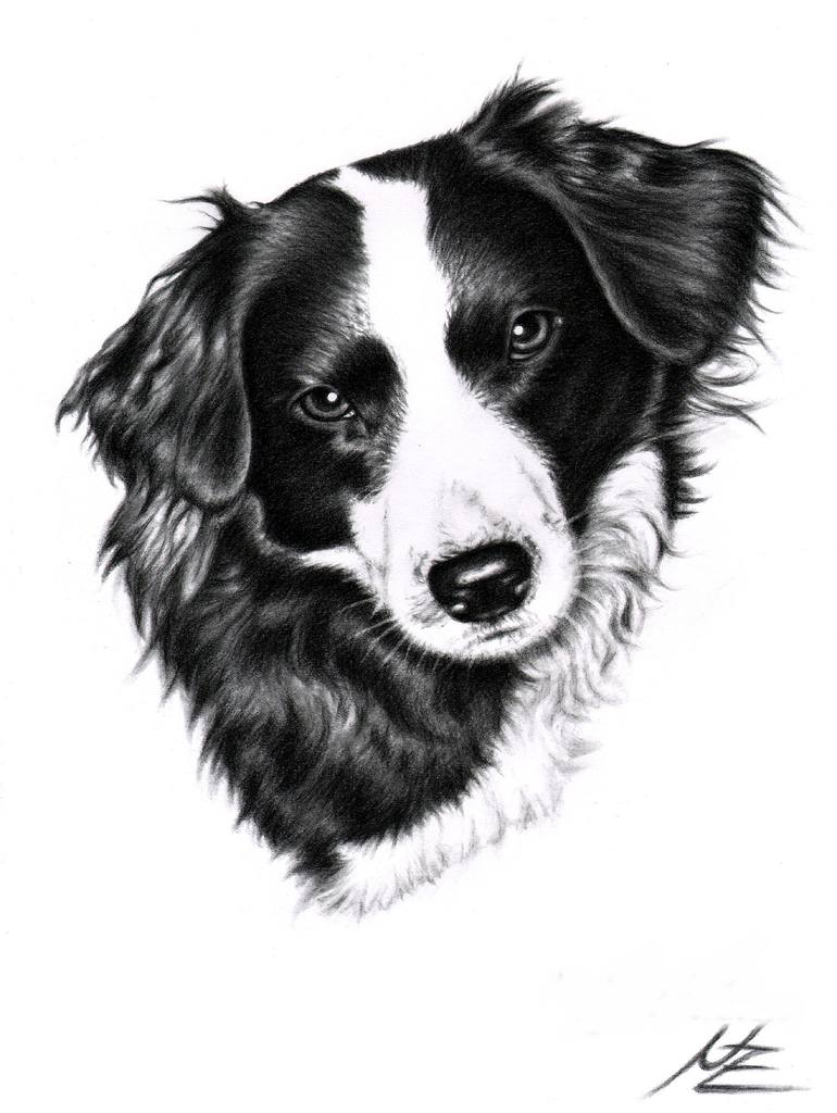 Border Collie Drawing Beautiful Image