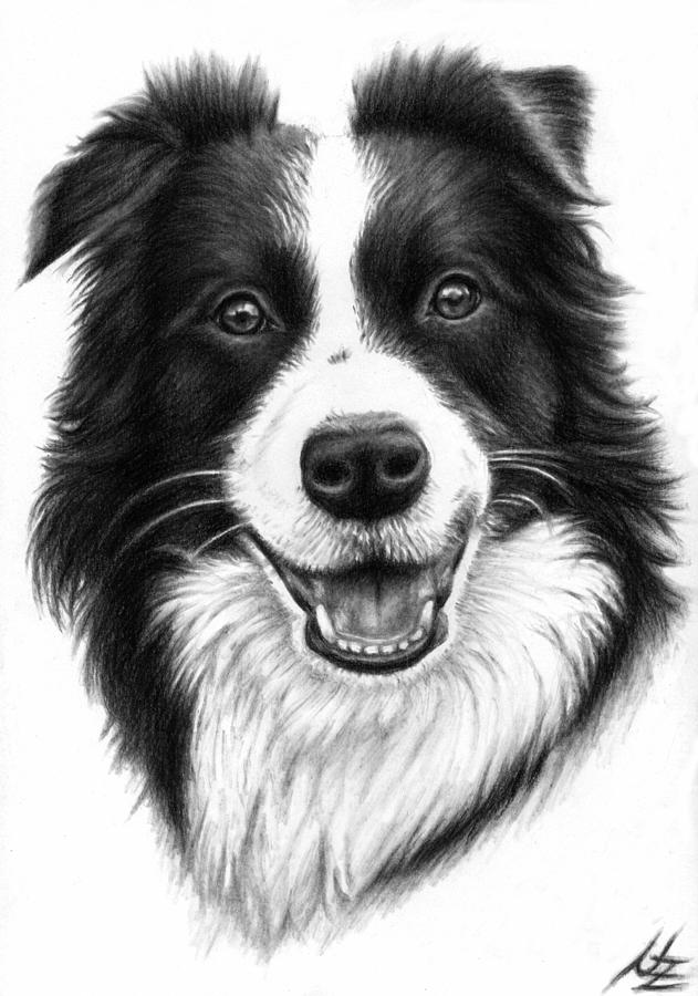 Border Collie Drawing Photo
