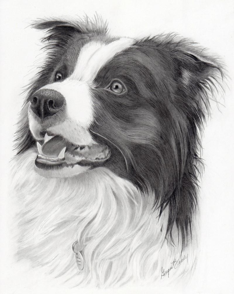 Border Collie Drawing Picture