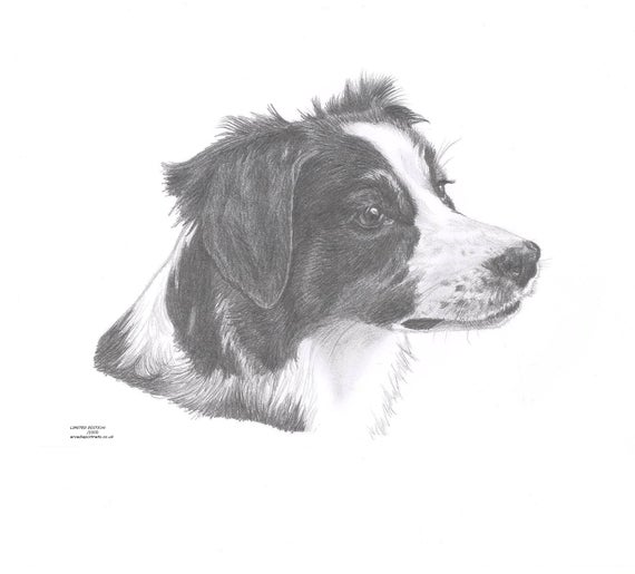 Border Collie Drawing Realistic