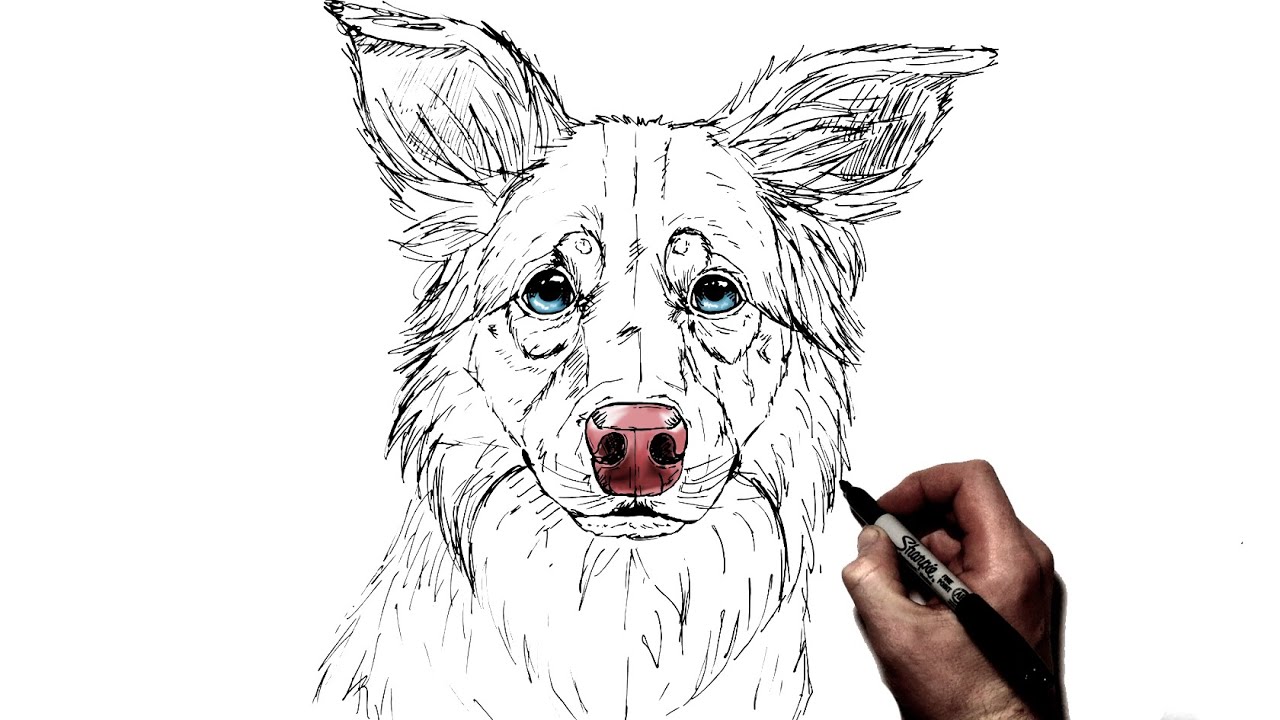 Border Collie Drawing Sketch