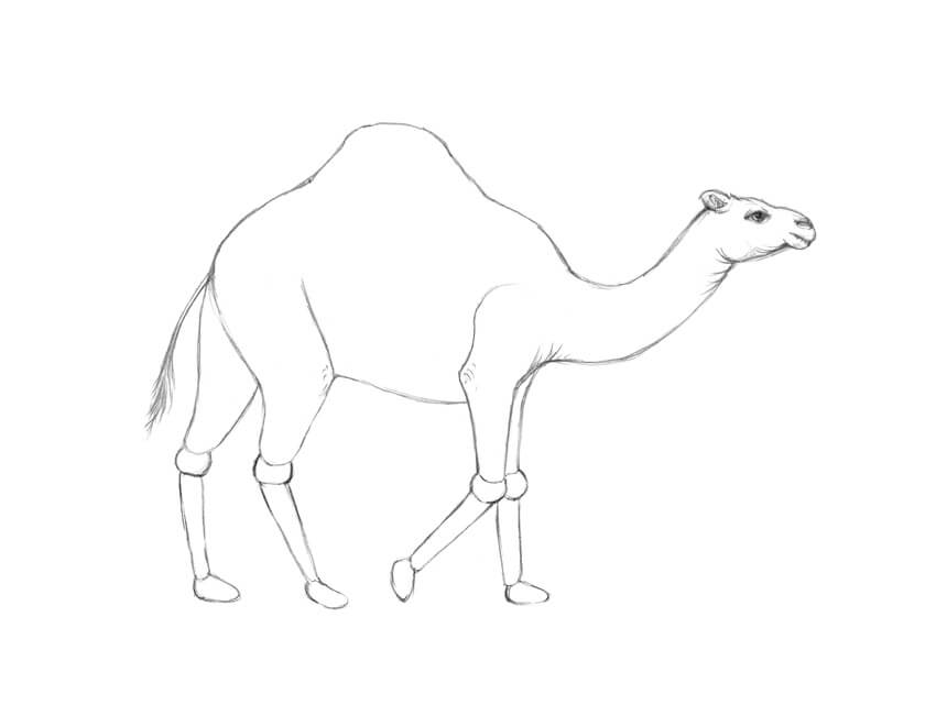 Camel Art Drawing