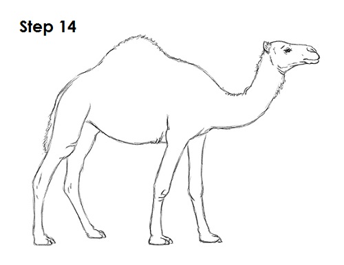 Camel Drawing Art