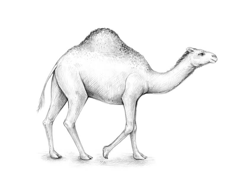 Camel  pencil Drawing by Greg Joens  Pixels