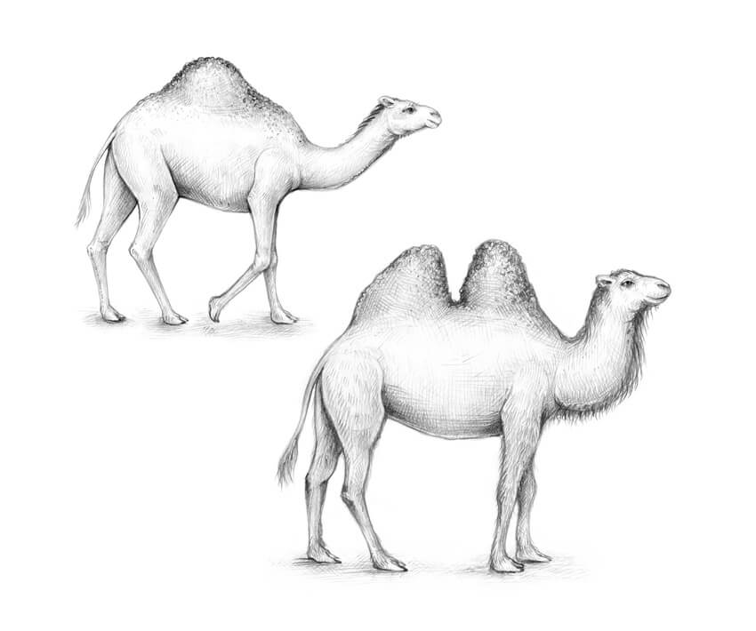 Camel Drawing High-Quality