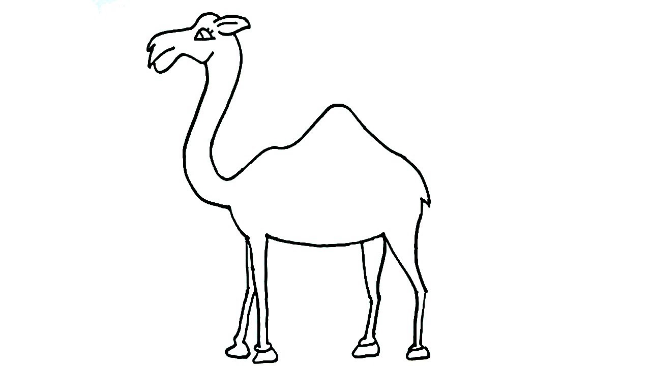Camel Drawing Image