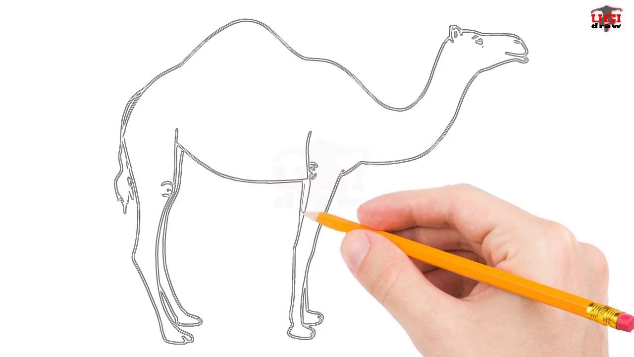 Camel Drawing Images