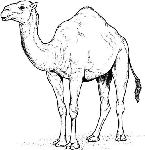 Camel Drawing Pic