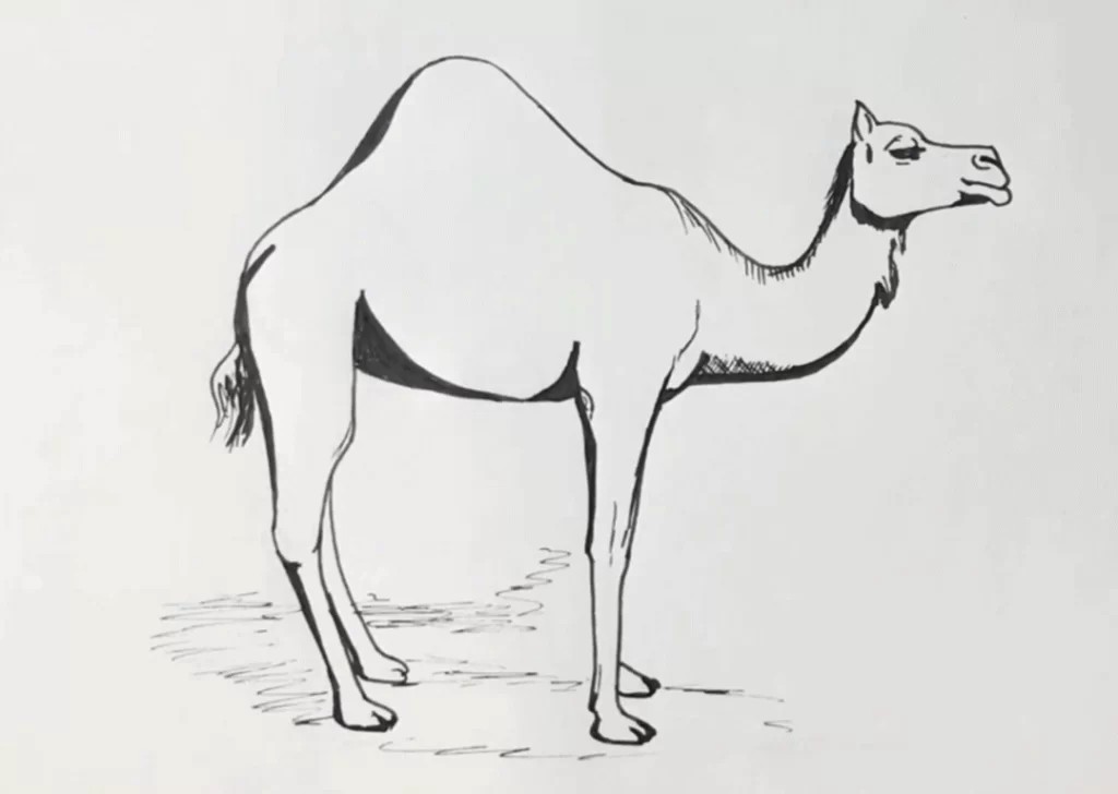 Camel Drawing Pics