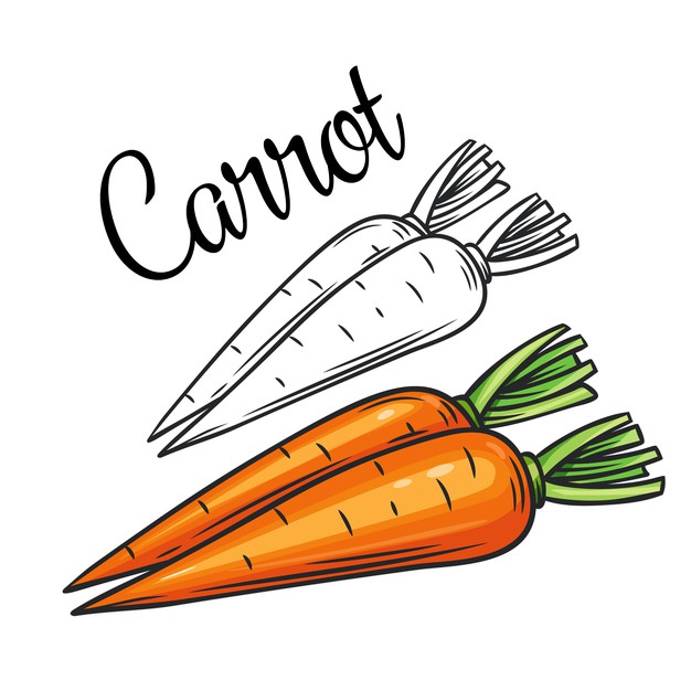 Carrot Drawing High-Quality