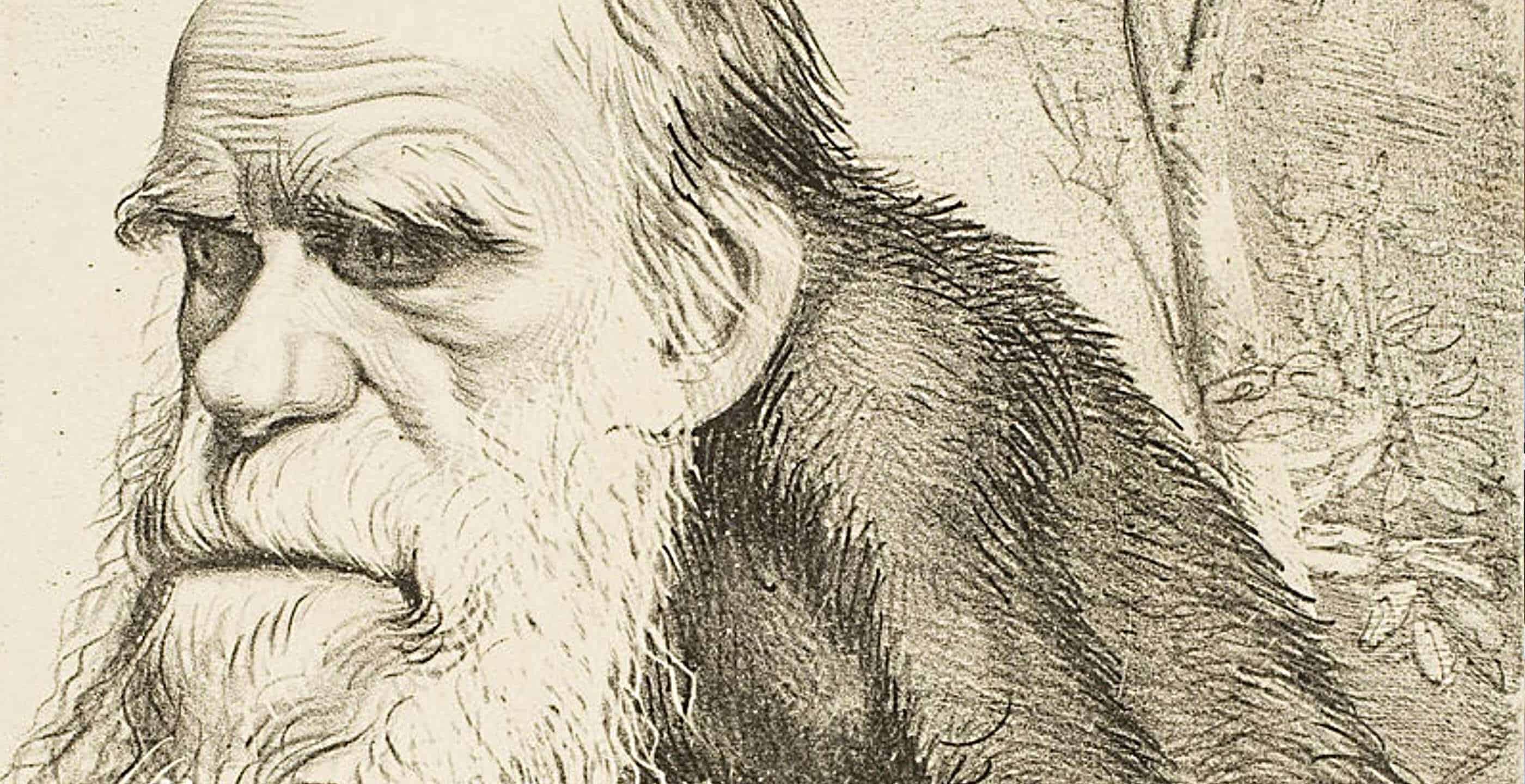 Charles Darwin Drawing Photo