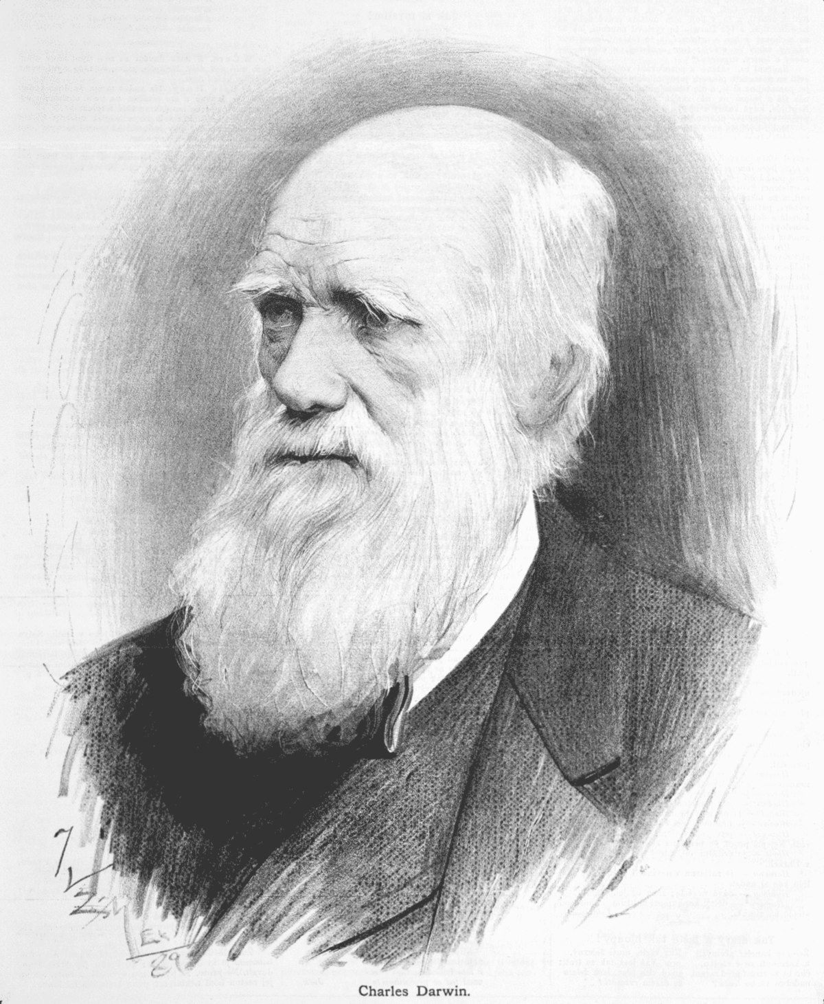 Charles Darwin Drawing Sketch