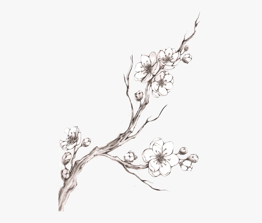 Cherry Blossom Drawing Art