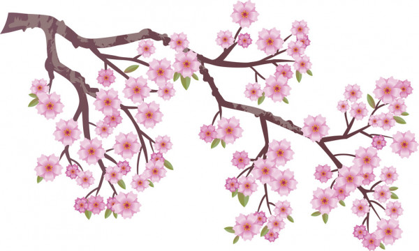 Cherry Blossom Drawing Beautiful Art